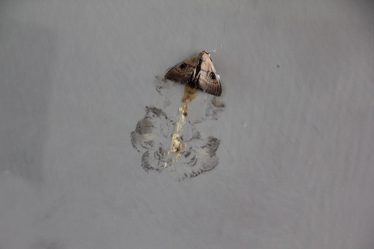 A large moth stuck in an epoxy floor.